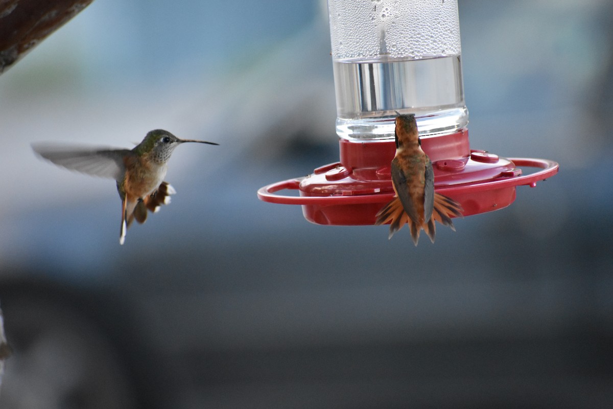 Rufous Hummingbird - ML642693287