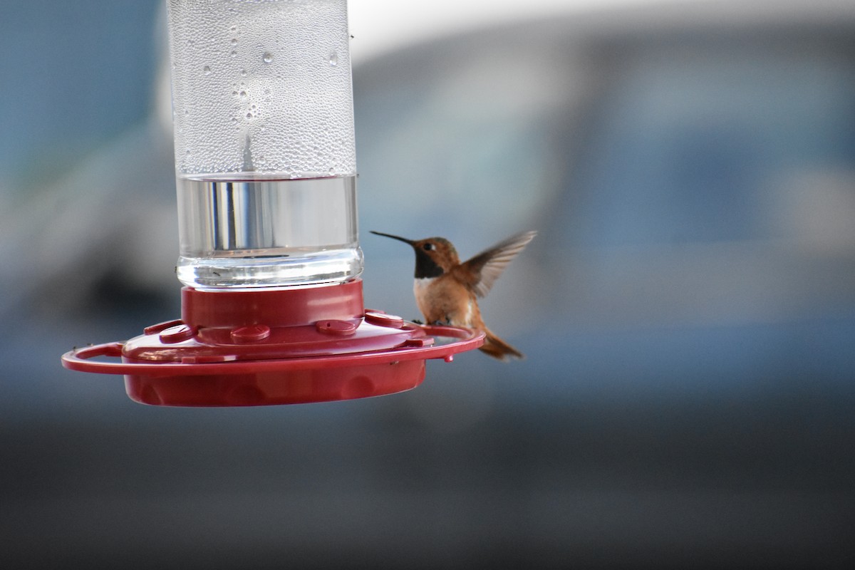 Rufous Hummingbird - ML642693288
