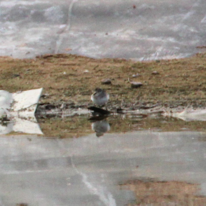 Least Sandpiper - ML642693289