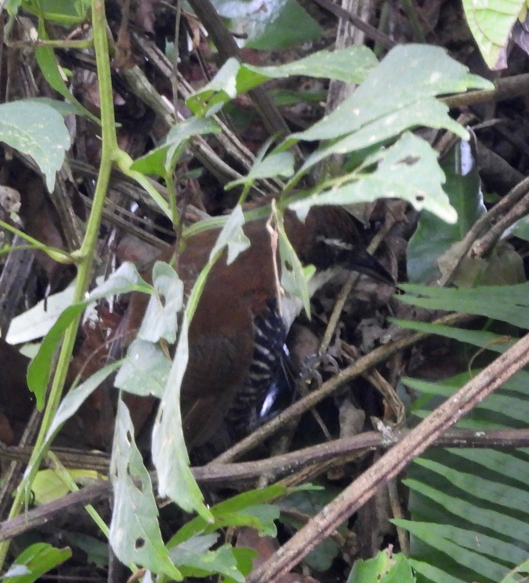 White-bellied Antbird - ML642693293