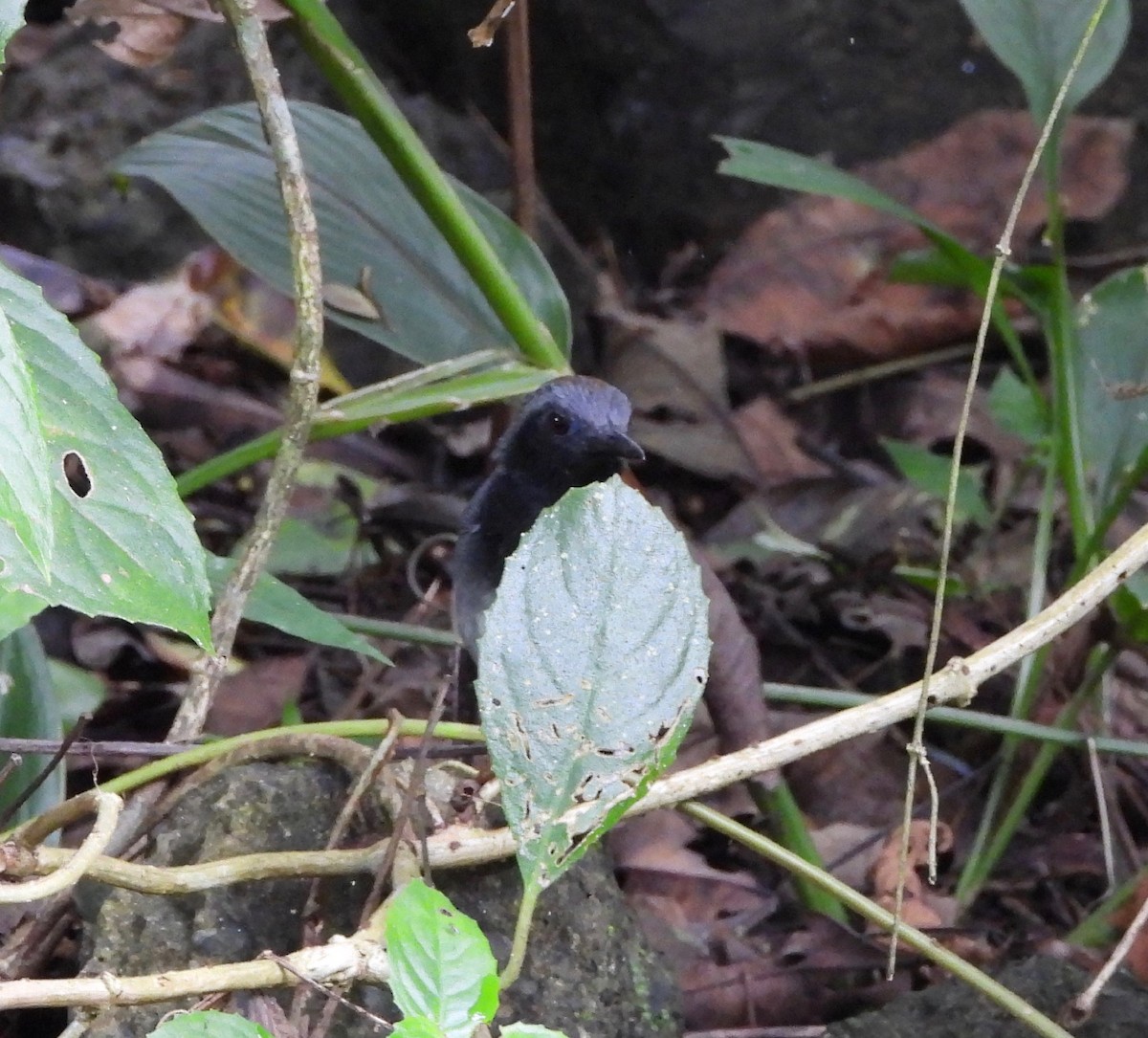 White-bellied Antbird - ML642693294