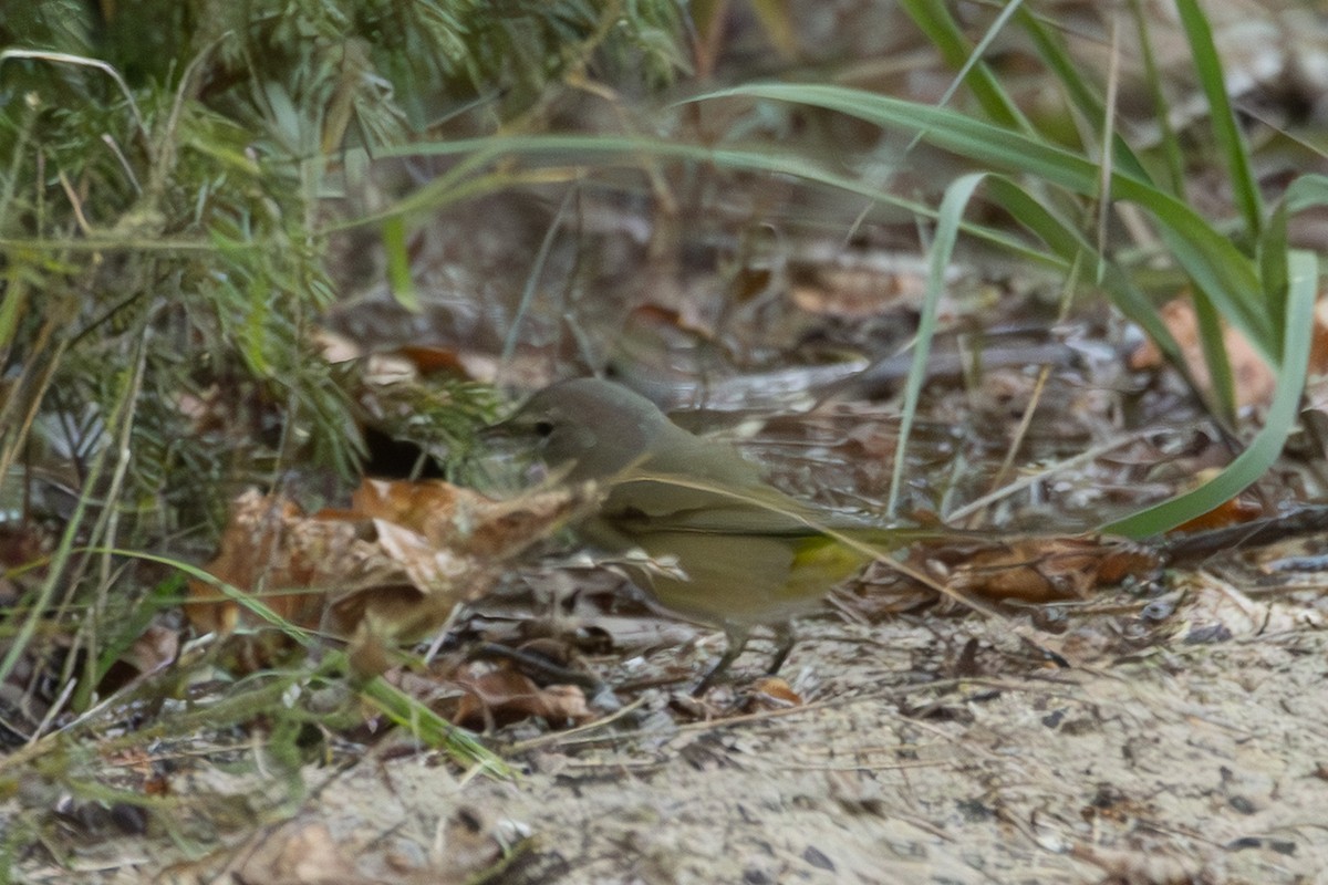 Orange-crowned Warbler - ML642693295