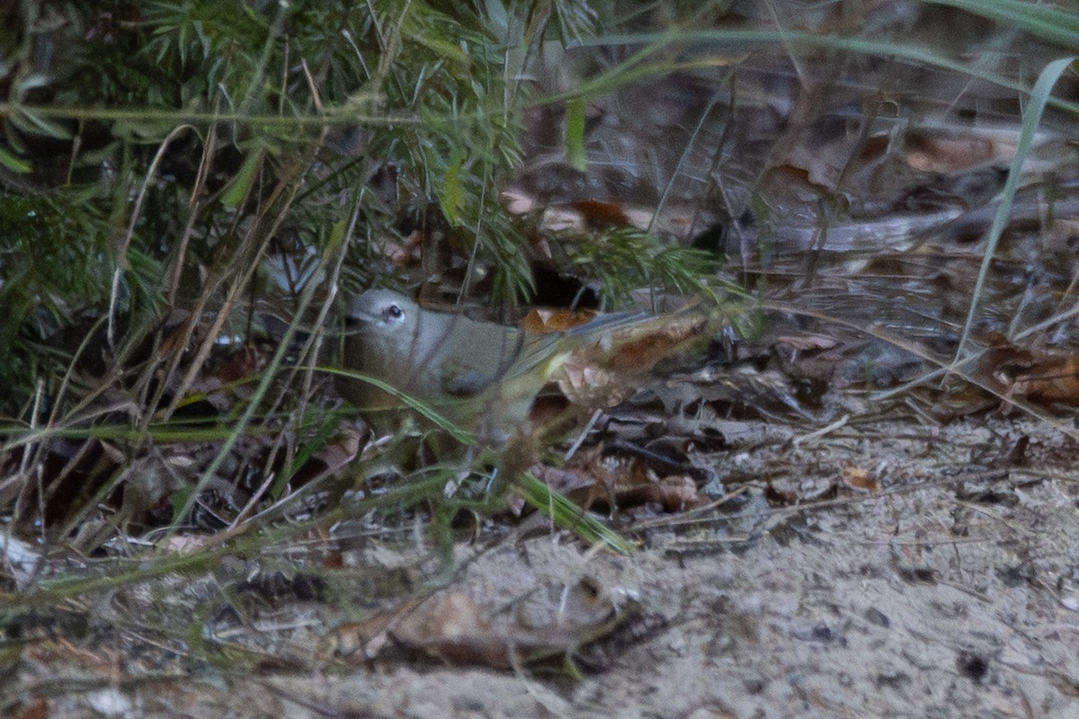 Orange-crowned Warbler - ML642693296