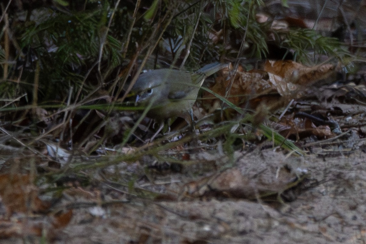 Orange-crowned Warbler - ML642693297