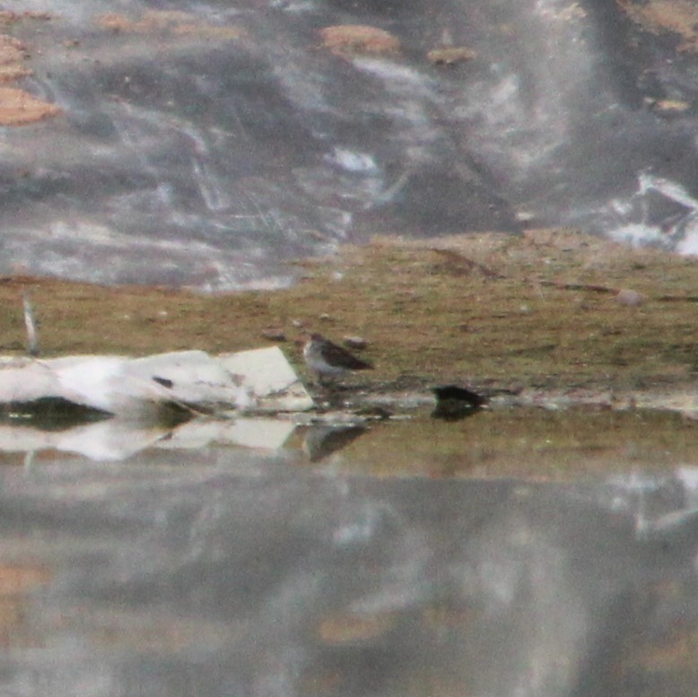 Least Sandpiper - ML642693300