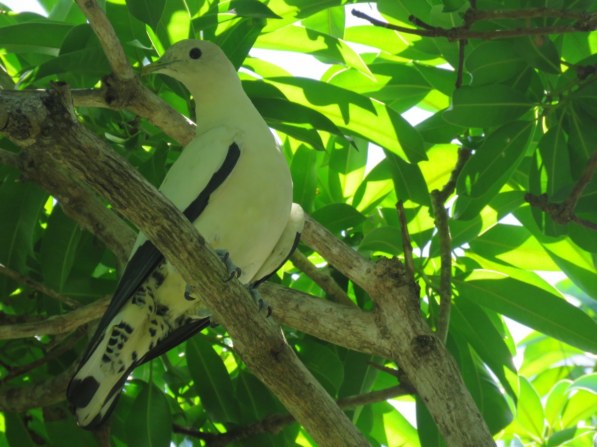Torresian Imperial-Pigeon - ML642693301