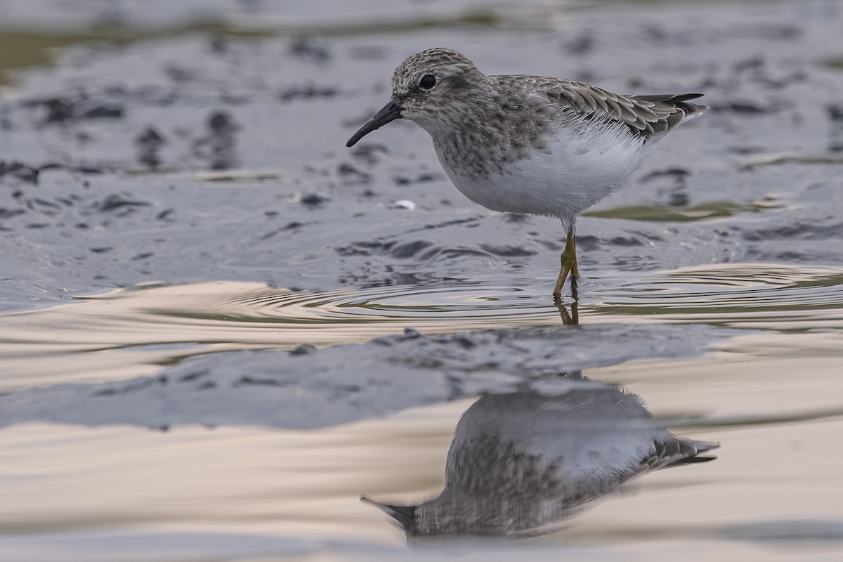 Least Sandpiper - ML642693302
