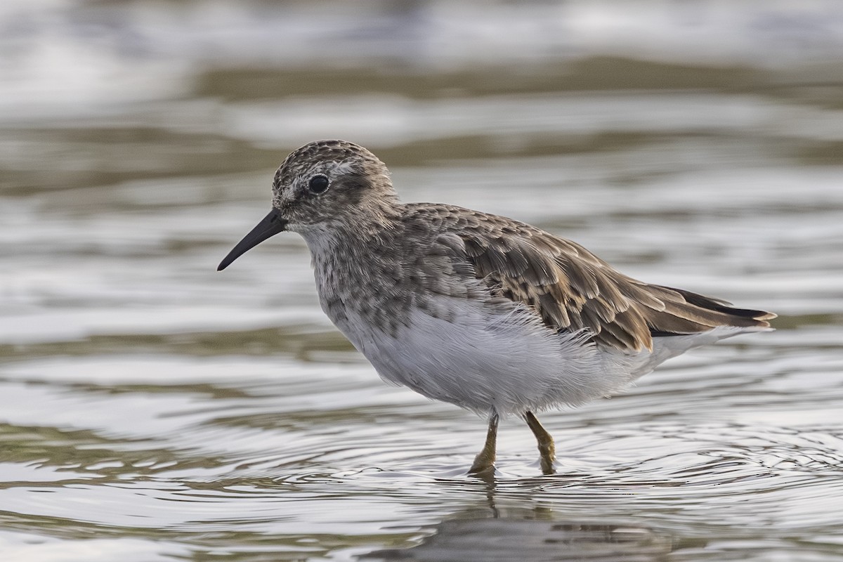 Least Sandpiper - ML642693303