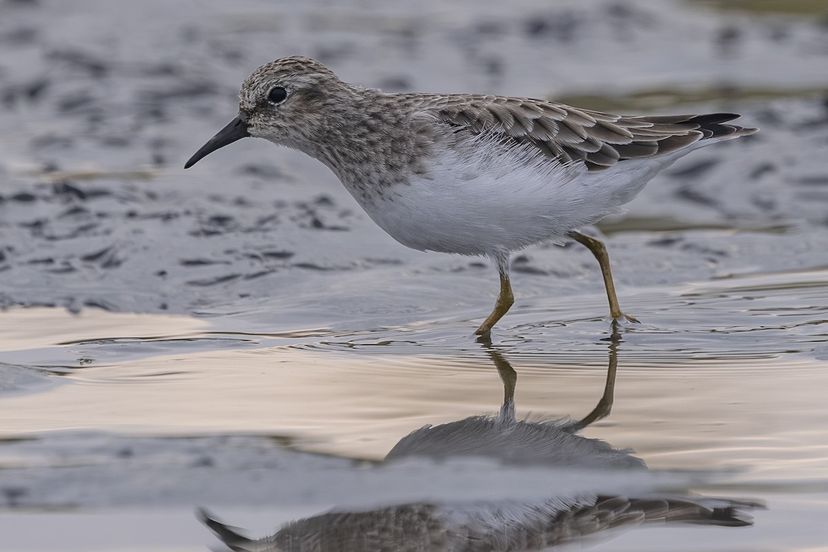 Least Sandpiper - ML642693304