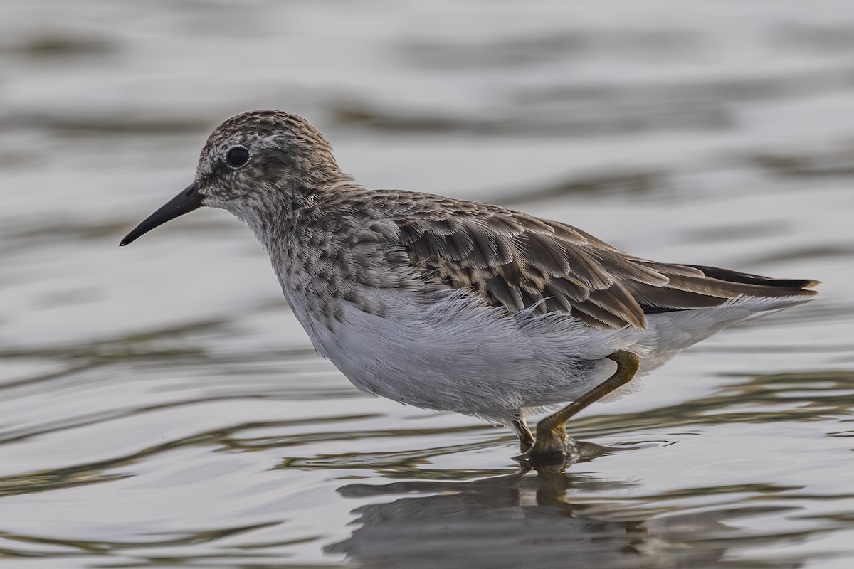 Least Sandpiper - ML642693305