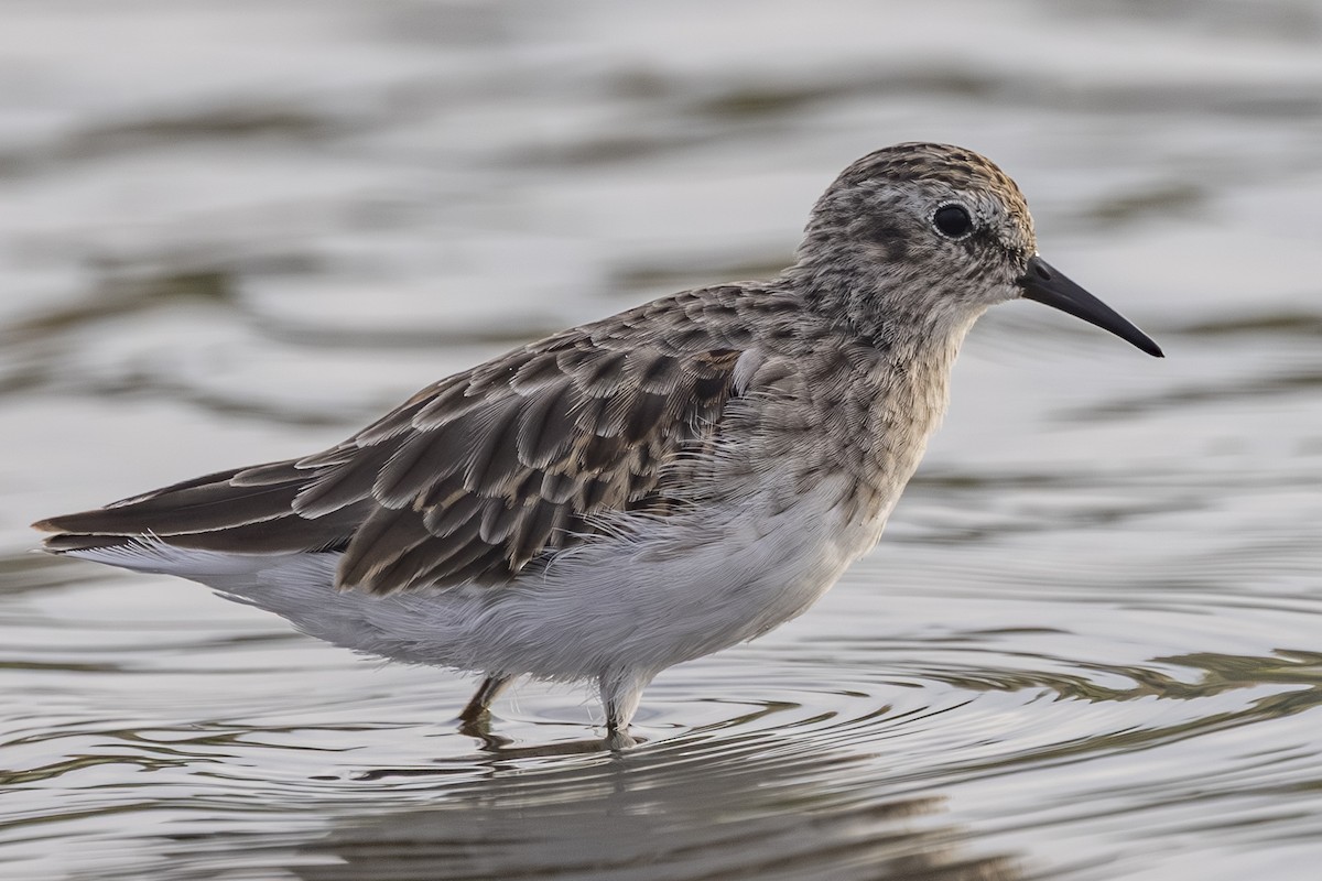 Least Sandpiper - ML642693306