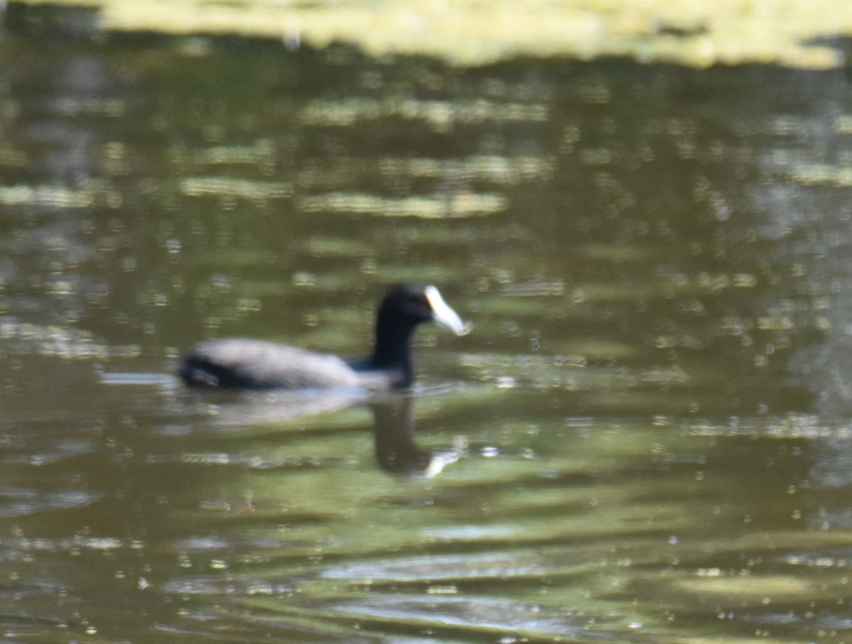 Eurasian Coot - ML642693309