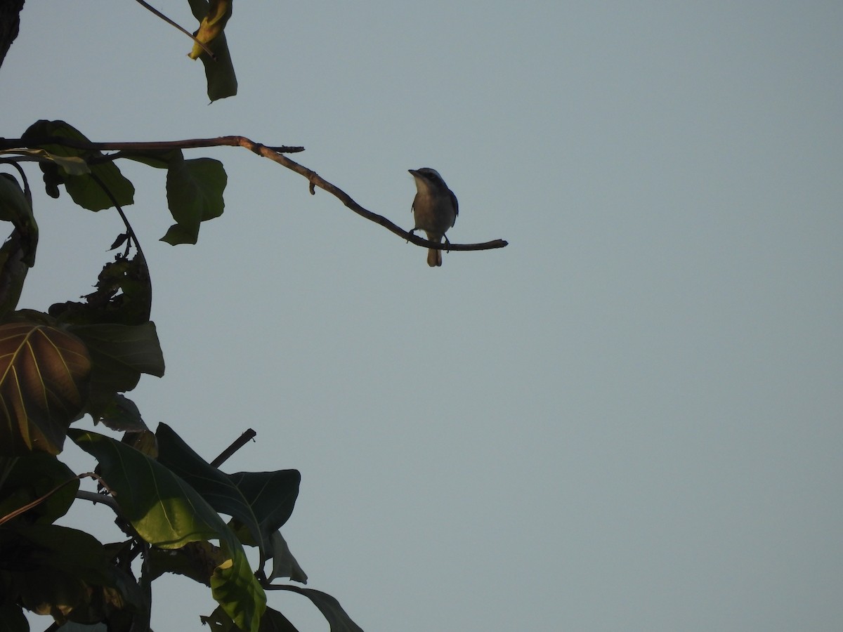 Common Woodshrike - ML642693310