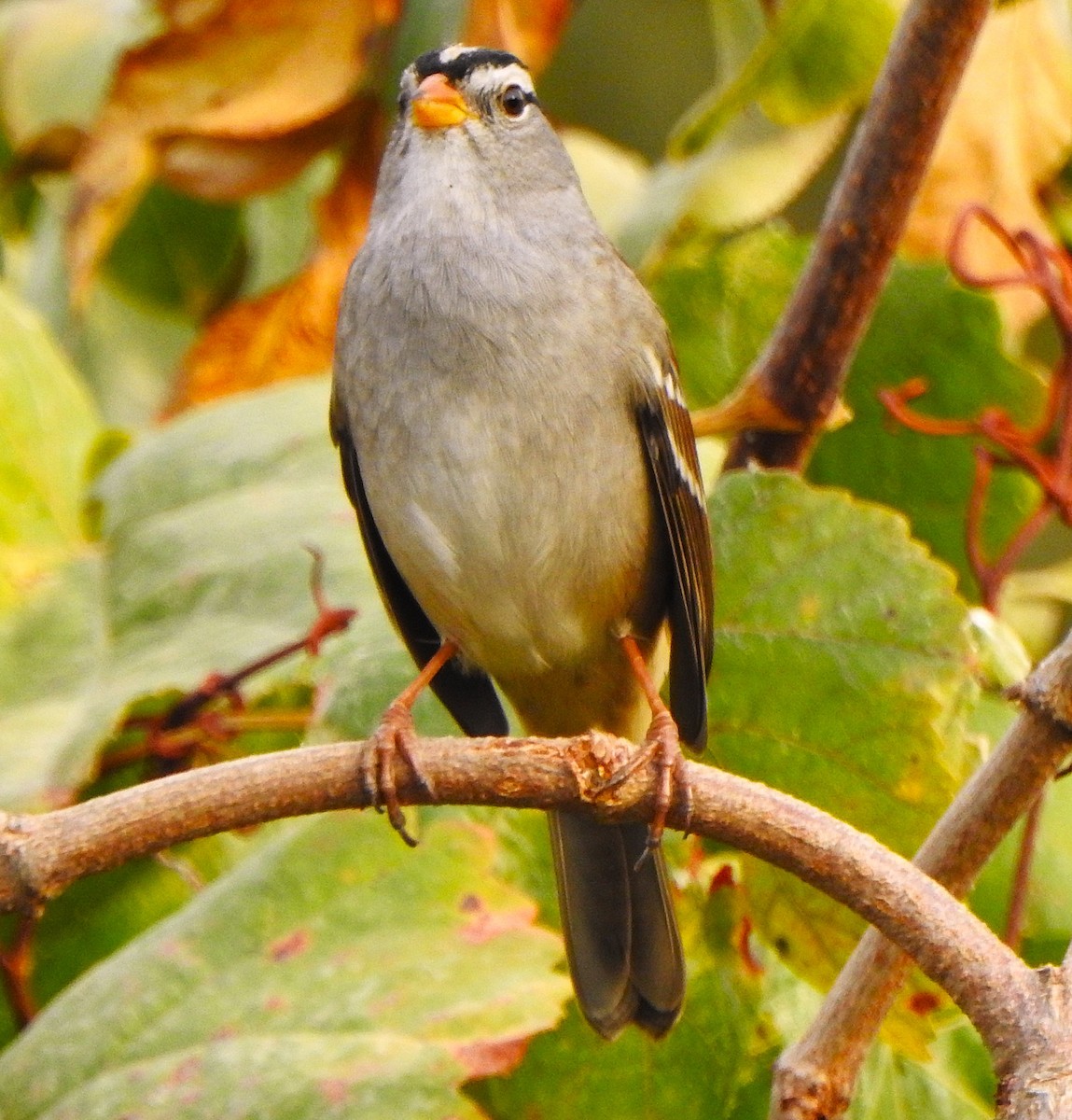 White-crowned Sparrow - ML642693315