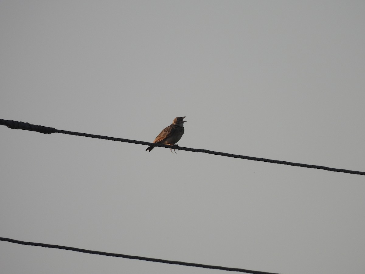 Jerdon's Bushlark - ML642693318