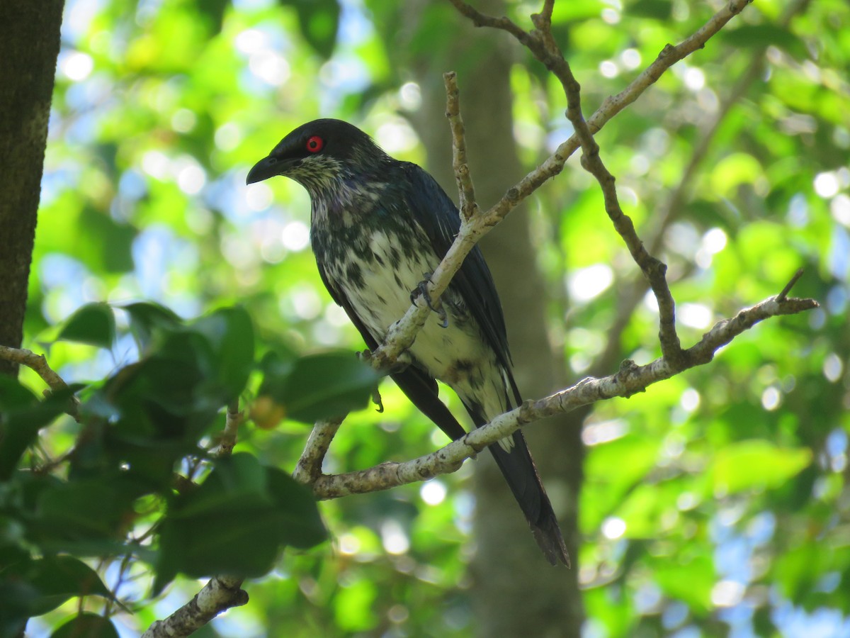 Metallic Starling - ML642693321