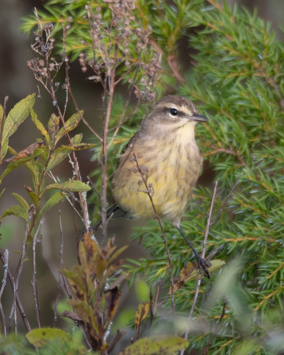 Palm Warbler - ML642693322