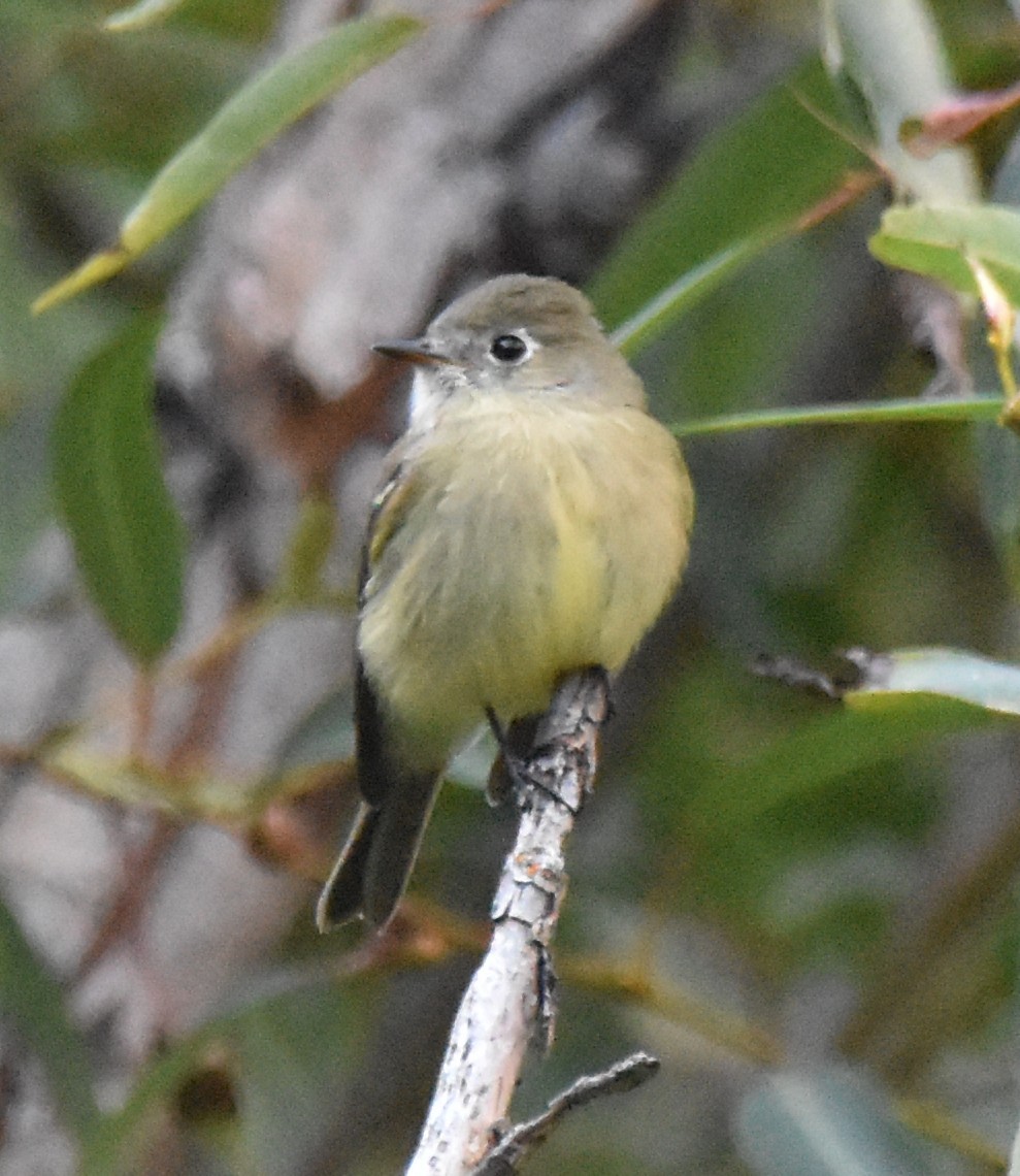 Empidonax sp. - ML642693332