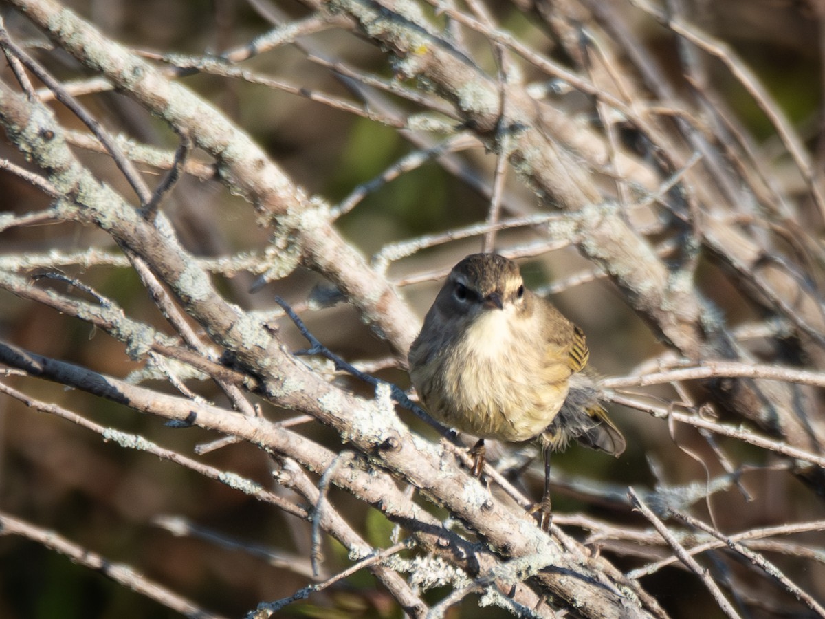 Palm Warbler - ML642693333