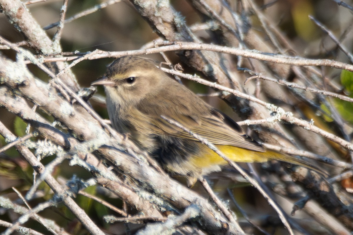 Palm Warbler - ML642693334