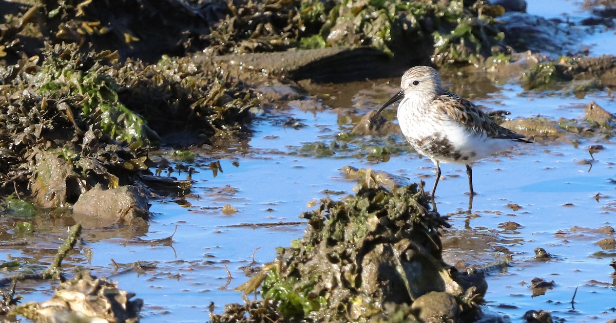jespák obecný (ssp. arctica) - ML642693338