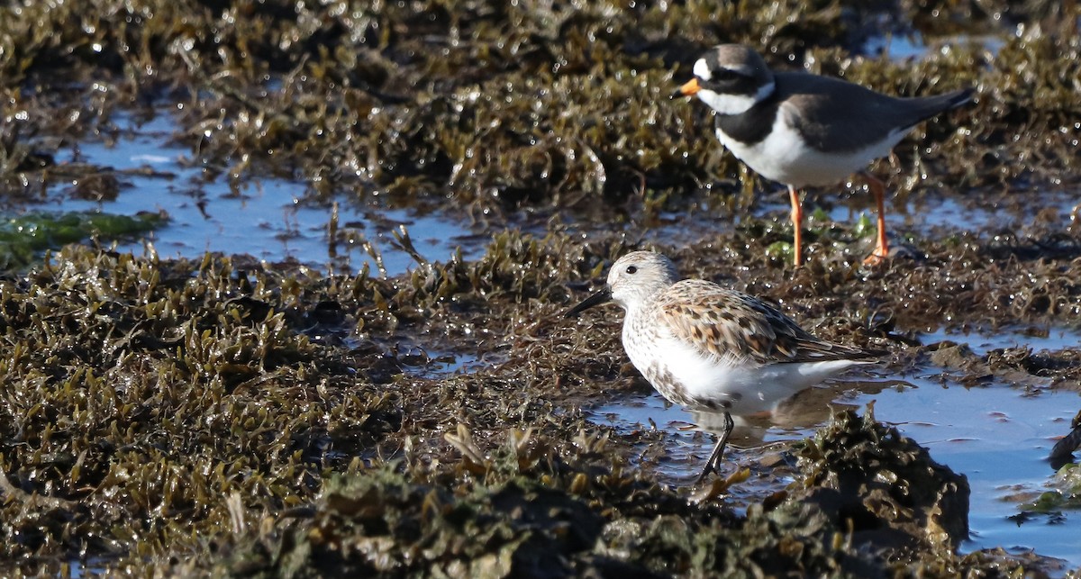 jespák obecný (ssp. arctica) - ML642693340