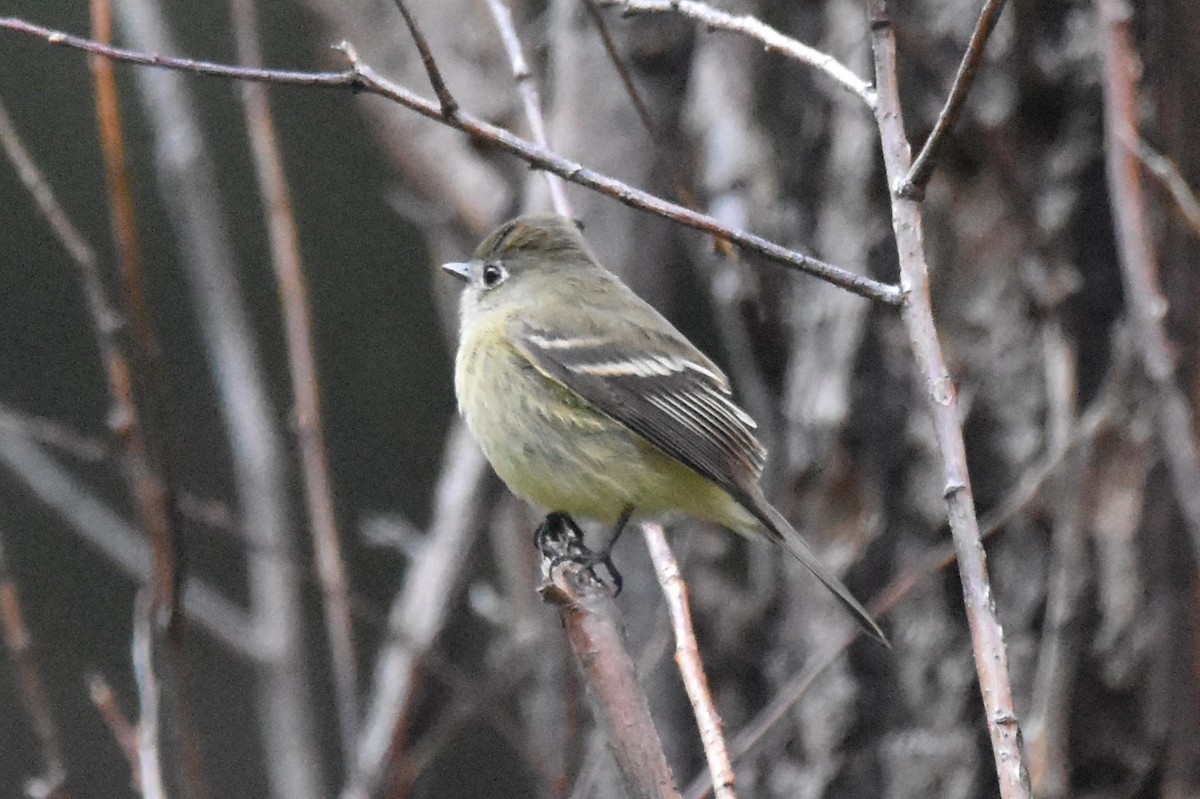 Empidonax sp. - ML642693343