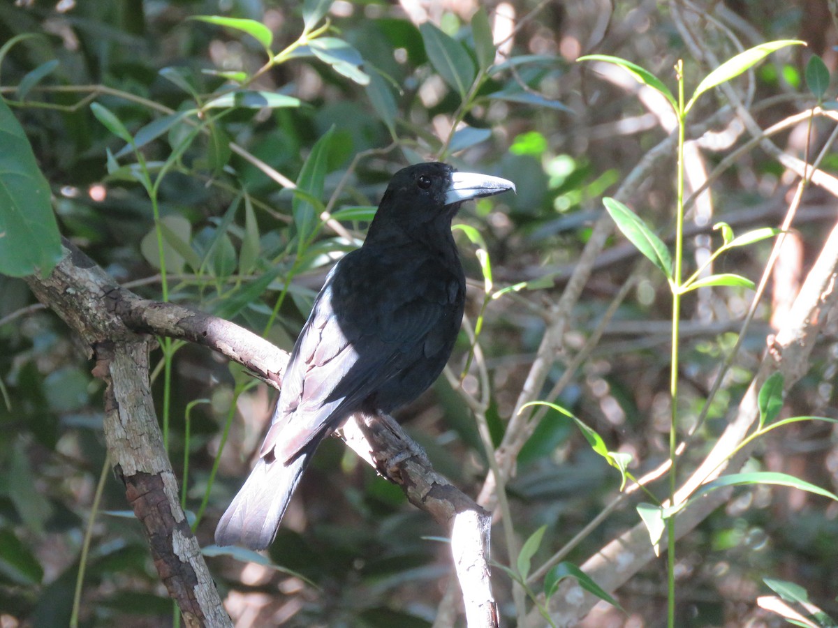 Black Butcherbird - ML642693357
