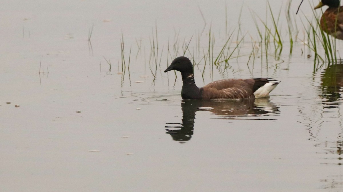 Brant (Dark-bellied) - ML642693392