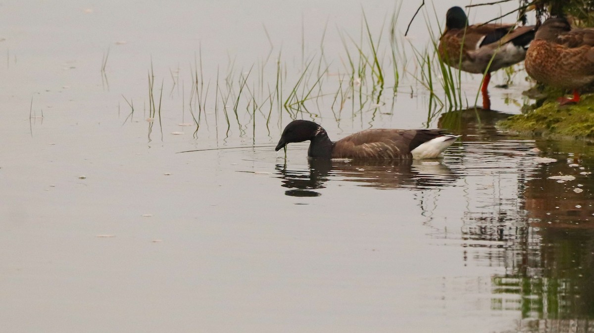 Brant (Dark-bellied) - ML642693393
