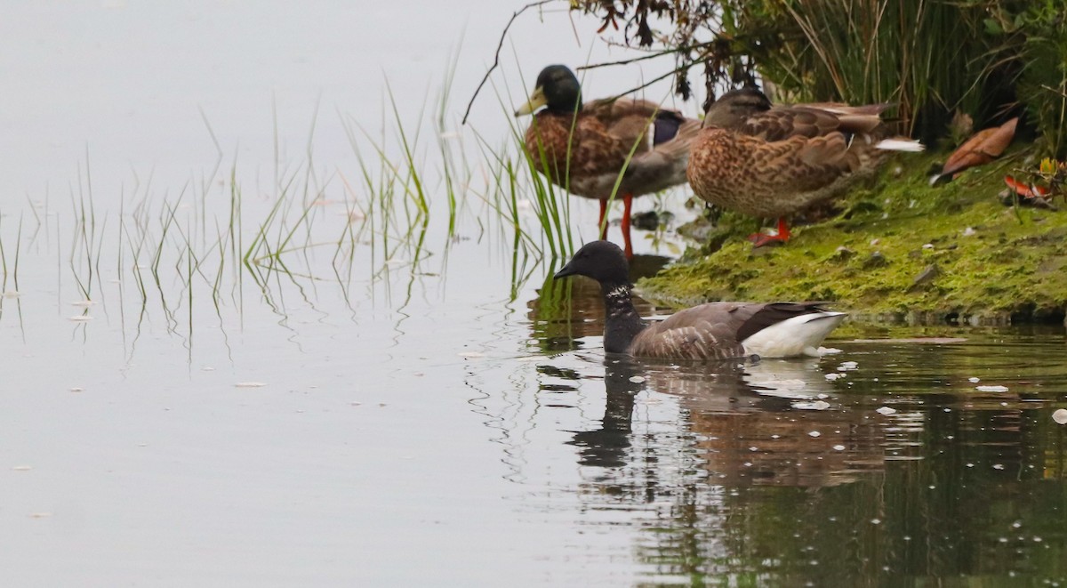 Brant (Dark-bellied) - ML642693394