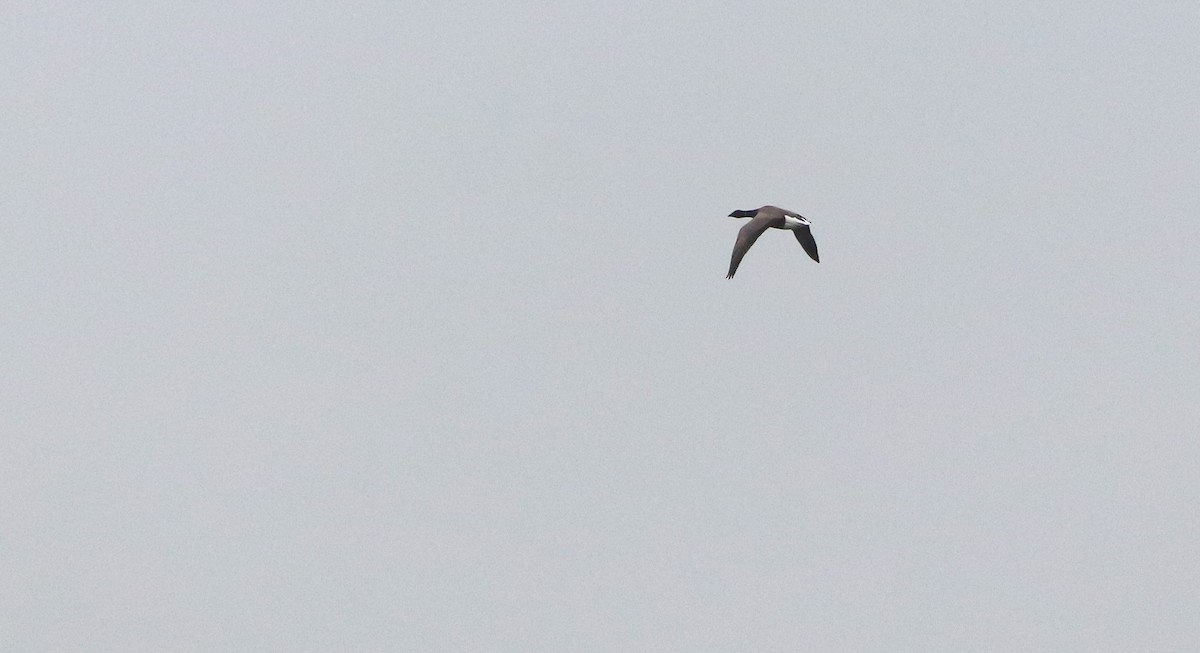 Brant (Dark-bellied) - ML642693410