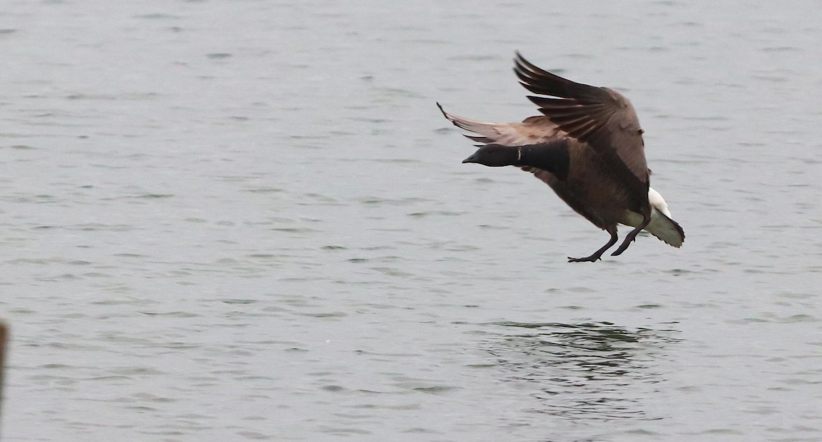 Brant (Dark-bellied) - ML642693411