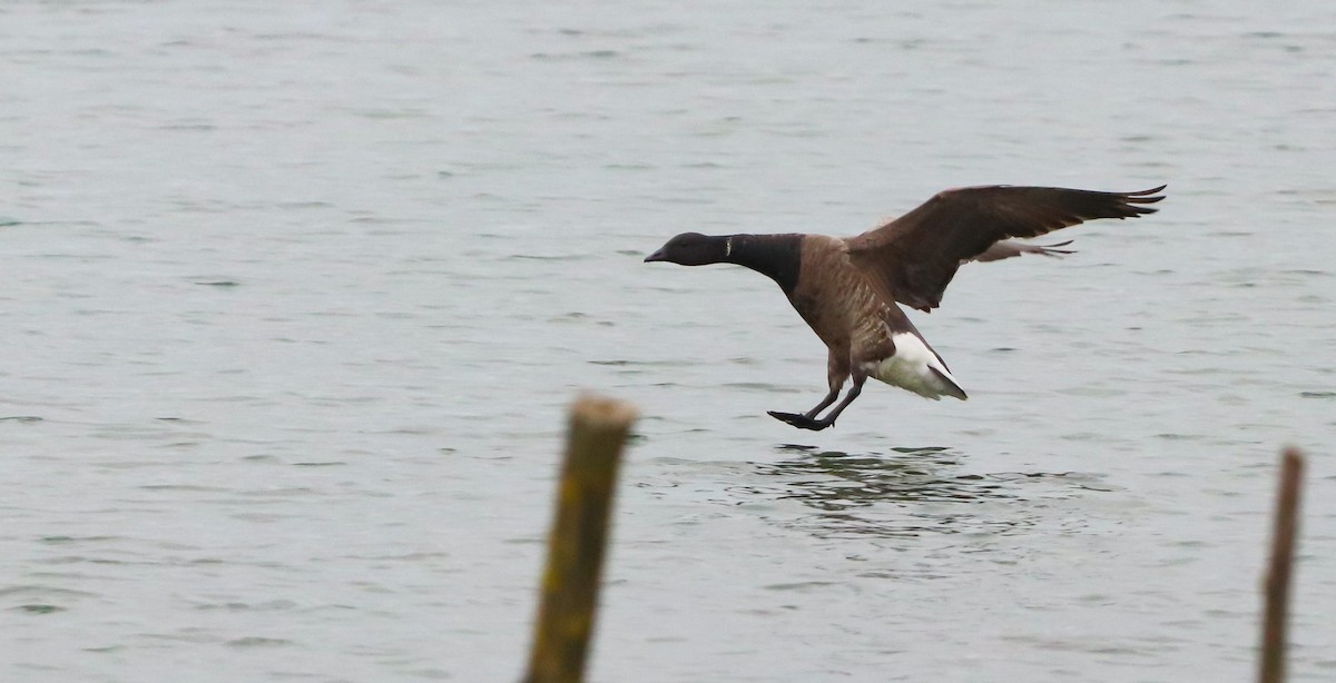 Brant (Dark-bellied) - ML642693412