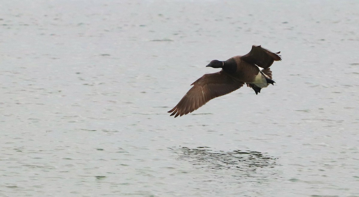 Brant (Dark-bellied) - ML642693413