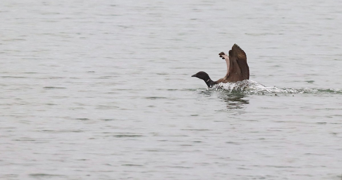 Brant (Dark-bellied) - ML642693414