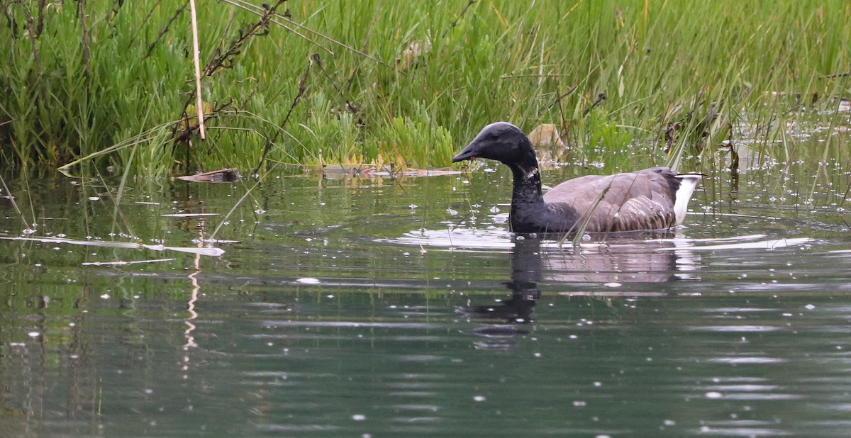 Brant (Dark-bellied) - ML642693415