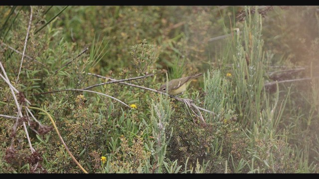 Bell's Vireo - ML642693429