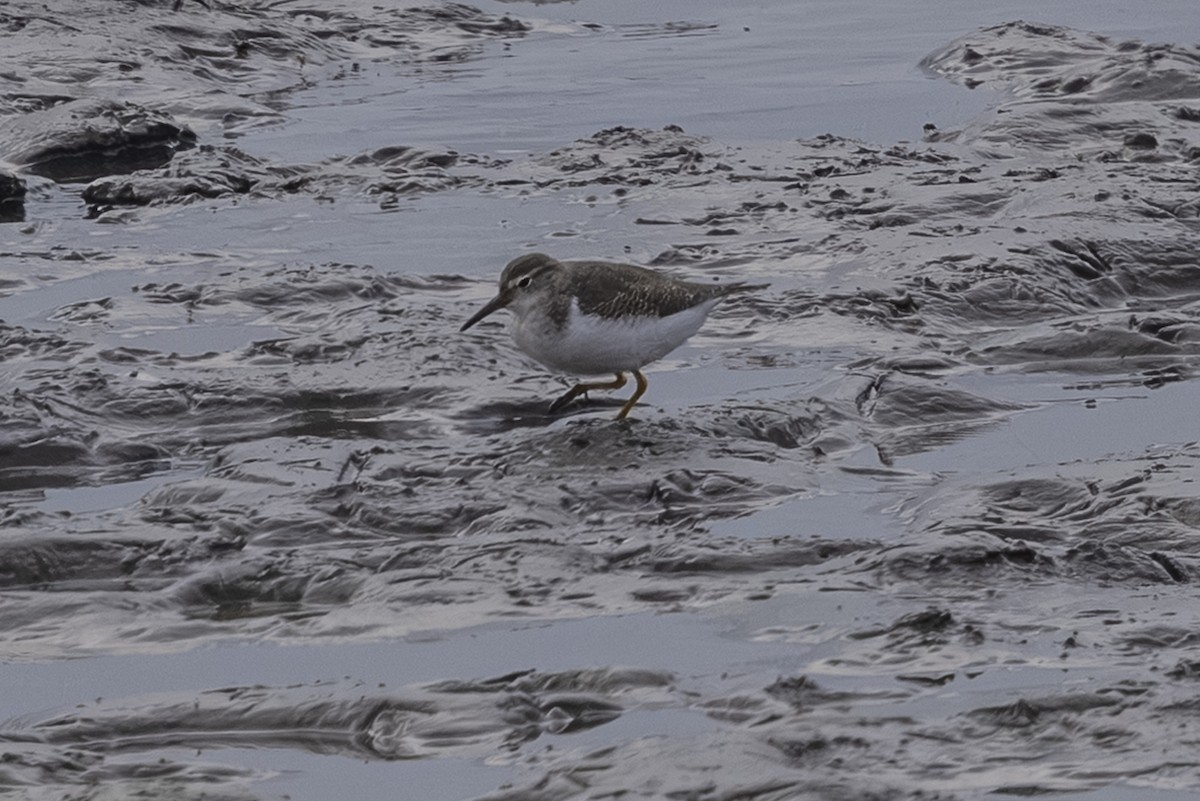 Spotted Sandpiper - ML642693430