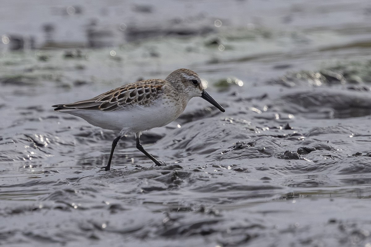 Western Sandpiper - ML642693432