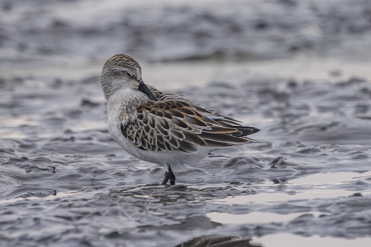 Western Sandpiper - ML642693434