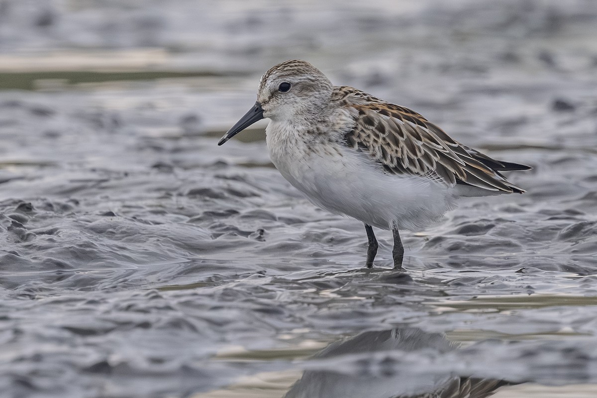Western Sandpiper - ML642693435