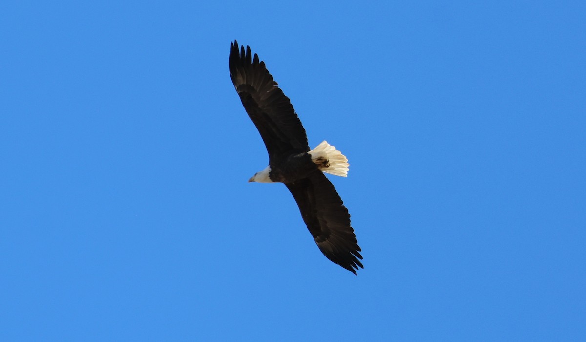 Bald Eagle - ML642693437