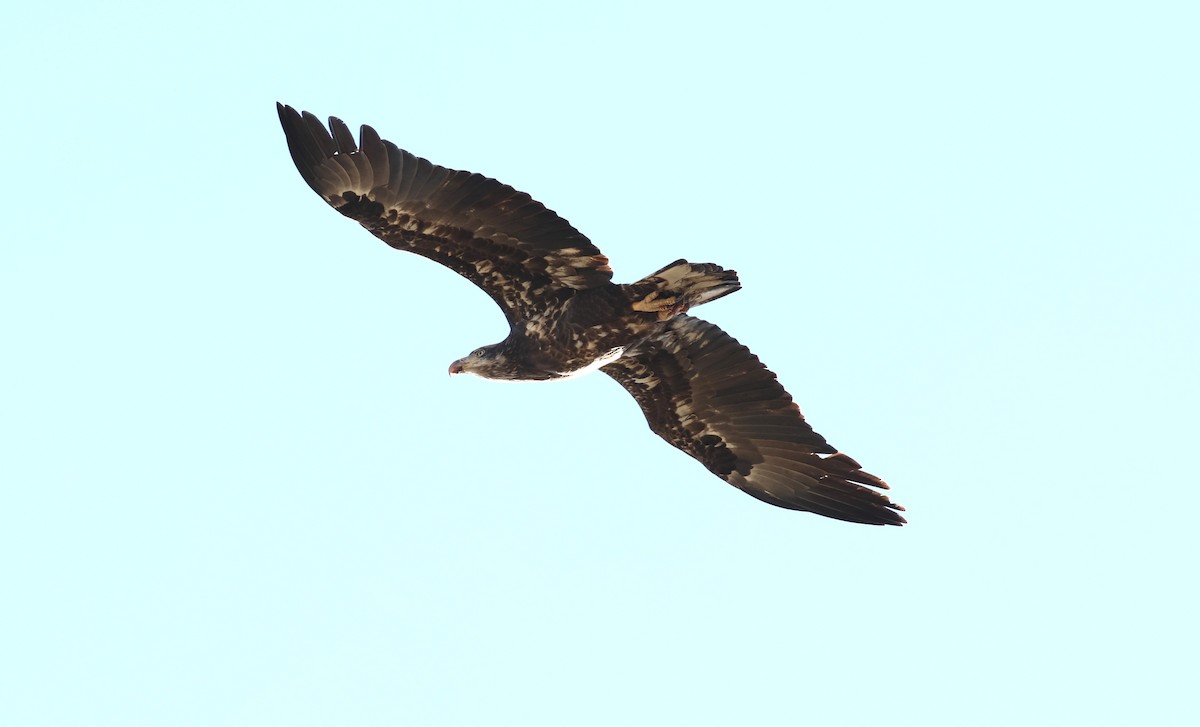 Bald Eagle - ML642693438