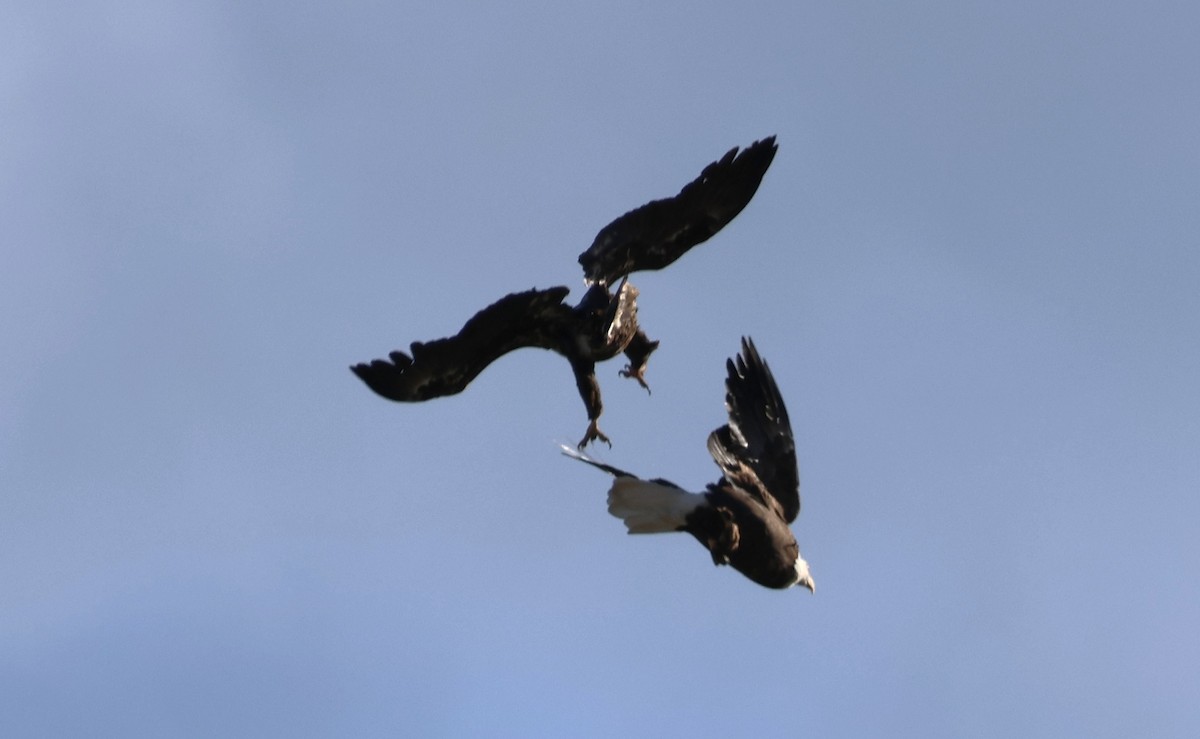 Bald Eagle - ML642693439