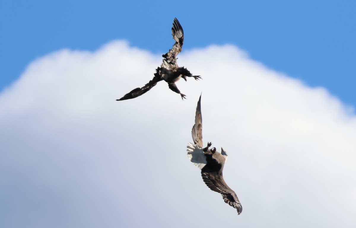 Bald Eagle - ML642693440