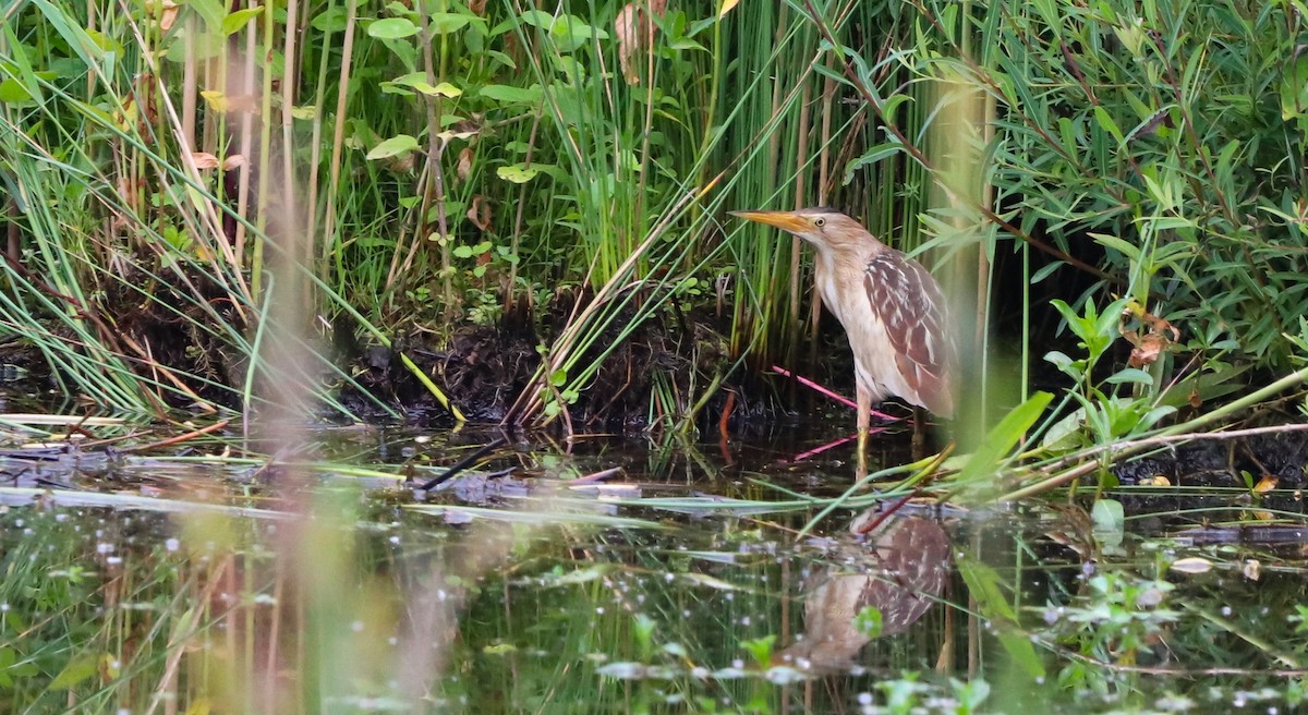Little Bittern - ML642693444