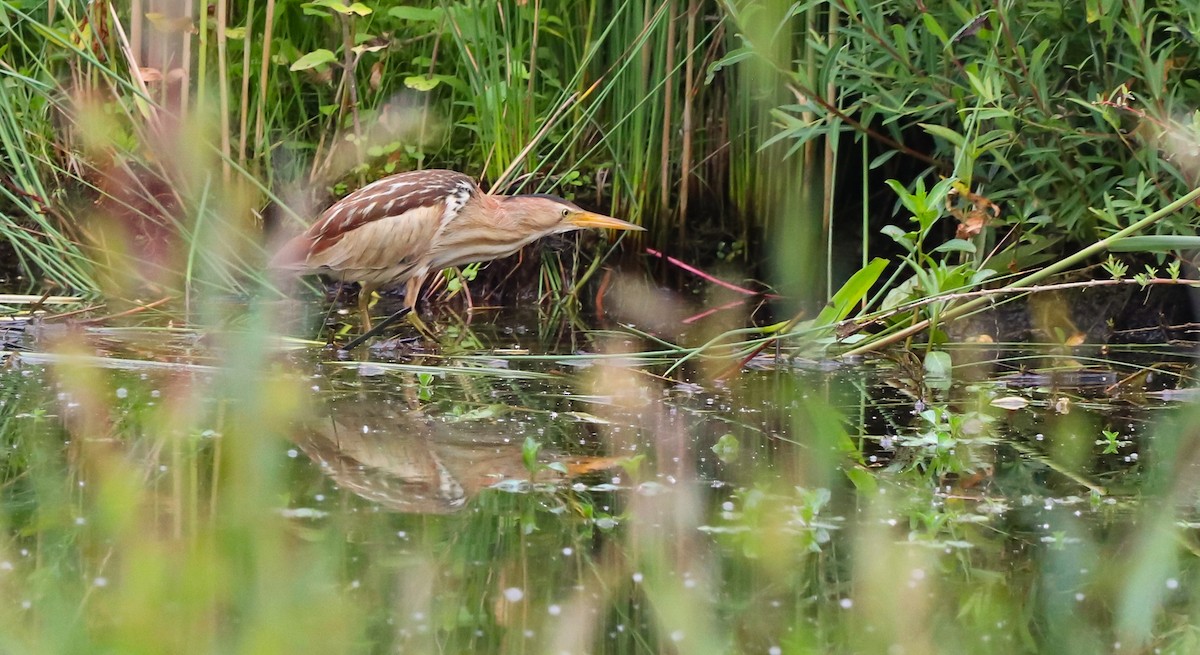 Little Bittern - ML642693445