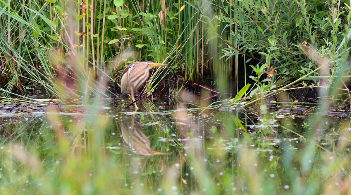 Little Bittern - ML642693449