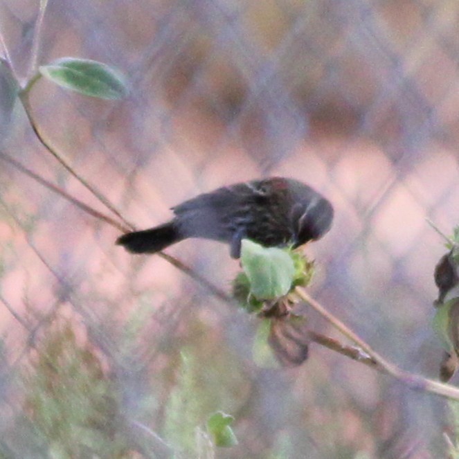 Red-winged Blackbird - ML642693450